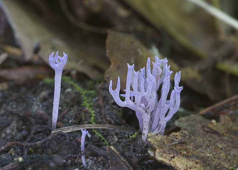 Ramariopsis pulchella